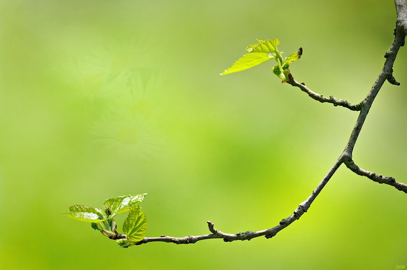 close-up, color, colors, image, leaf, leaves, green, nature, photography, spring, springtime, Spring is Herephoto preview