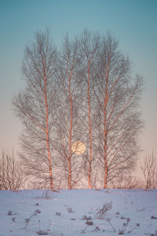 рассвет, полнолуние, березы, пейзаж Стройняшкиphoto preview