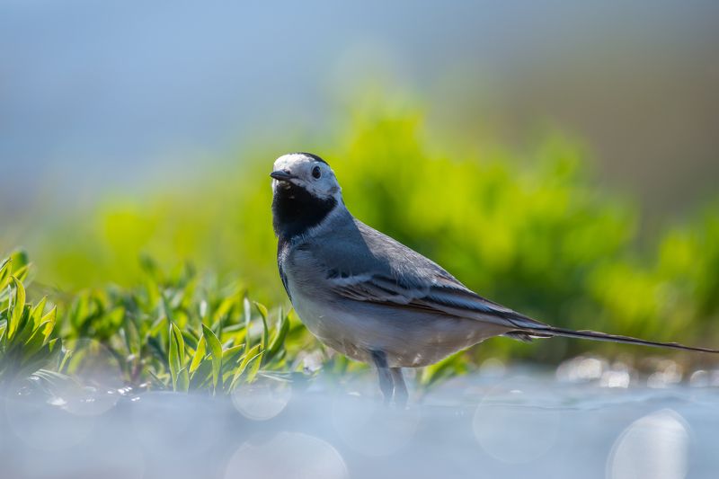 Motacilla albaphoto preview