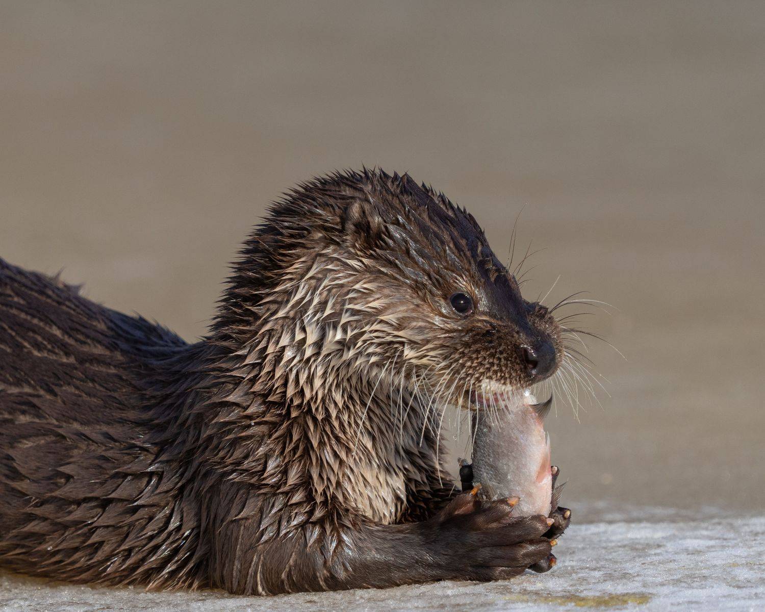 , Кабанов Дмитрий