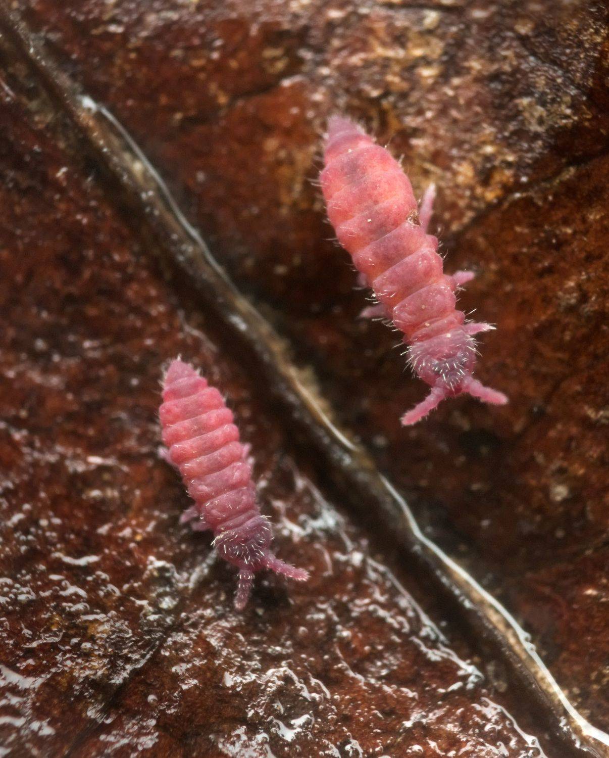 Double trouble. Автор: Panagiotis Dalagiorgos macro nature collembola color tiny springtail, Panagiotis Dalagiorgos