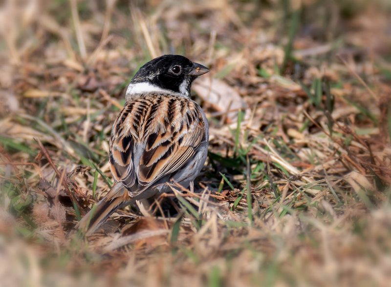 птица, овсянка тростниковая, овсянка тростниковаяphoto preview