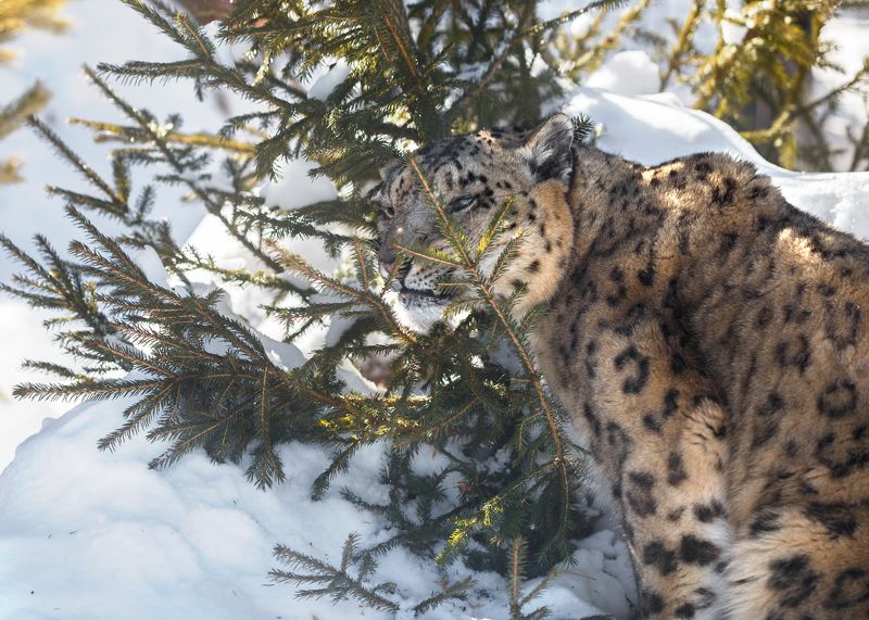 снежный барс Снежный барсphoto preview