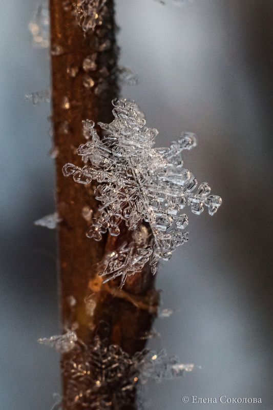снежинка, зима, лес, макро Снежинкаphoto preview