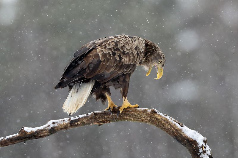 белохвостый орлан. Сыыыыыр.photo preview