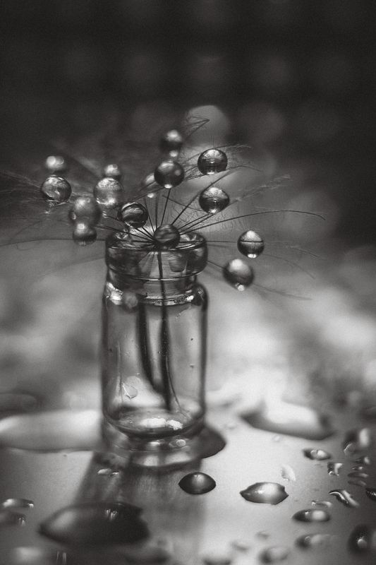 чёрный, белый, одуванчики, парашютик,капли,вода,отражение,чёрно-белое Черно-белое настроениеphoto preview