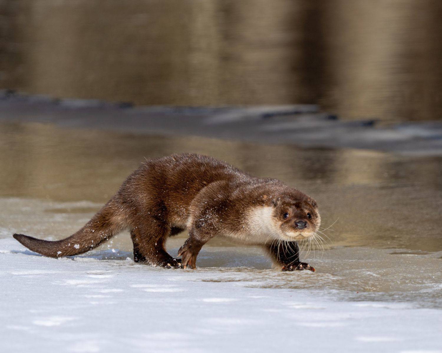 Выдра. Автор: Кабанов Дмитрий , Кабанов Дмитрий