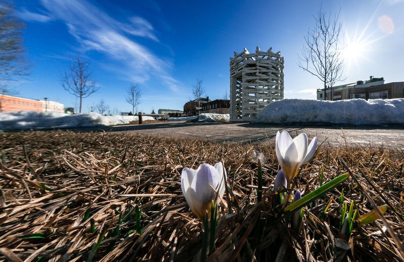 Крокусы на тульской набережнойphoto preview