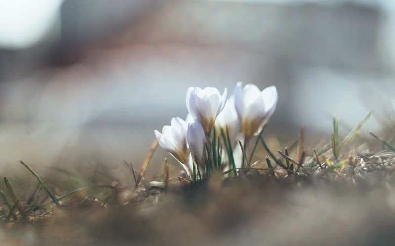 Крокусыphoto preview