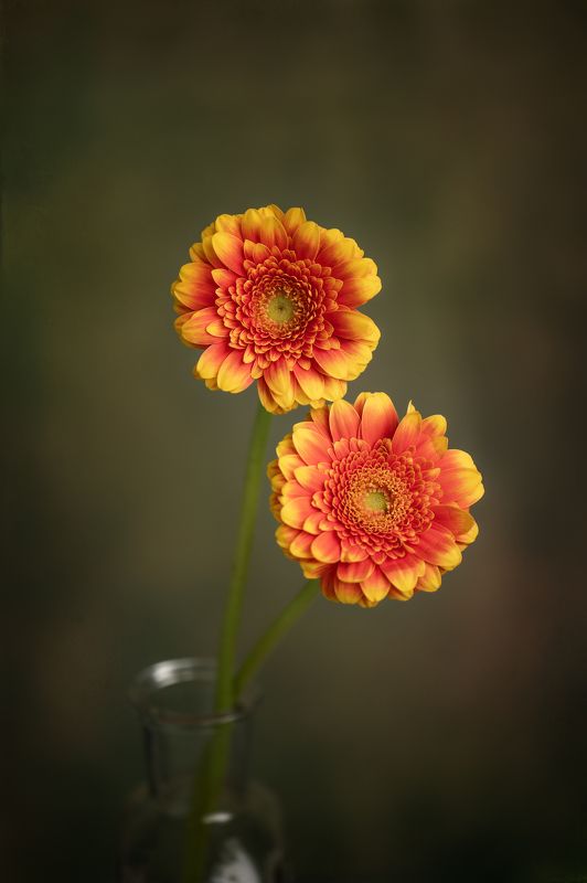 flowers photo preview