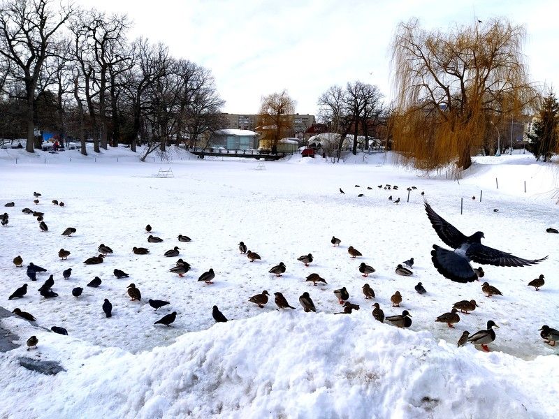 birds, many birds, snow and birds, spreading your wings  фото превью
