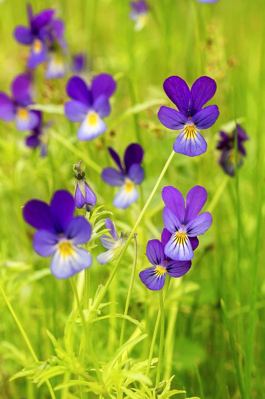 фиалка, анютины глазки, цветы, макро, весна Фиалкаphoto preview