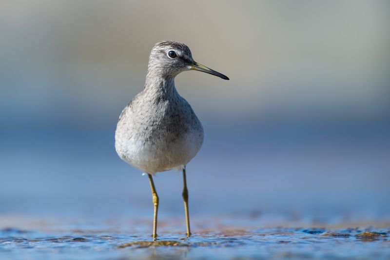 Tringa glareolaphoto preview