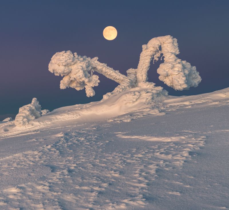 зима, кандалакша, кольский Весыphoto preview