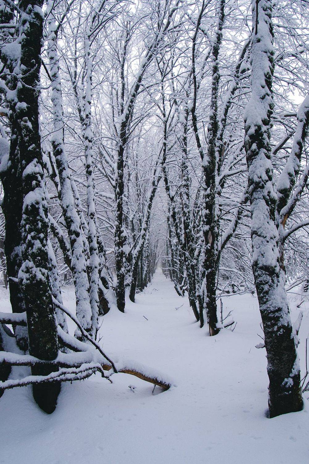 ***. Автор: Юрий Коваленко крым, Юрий Коваленко
