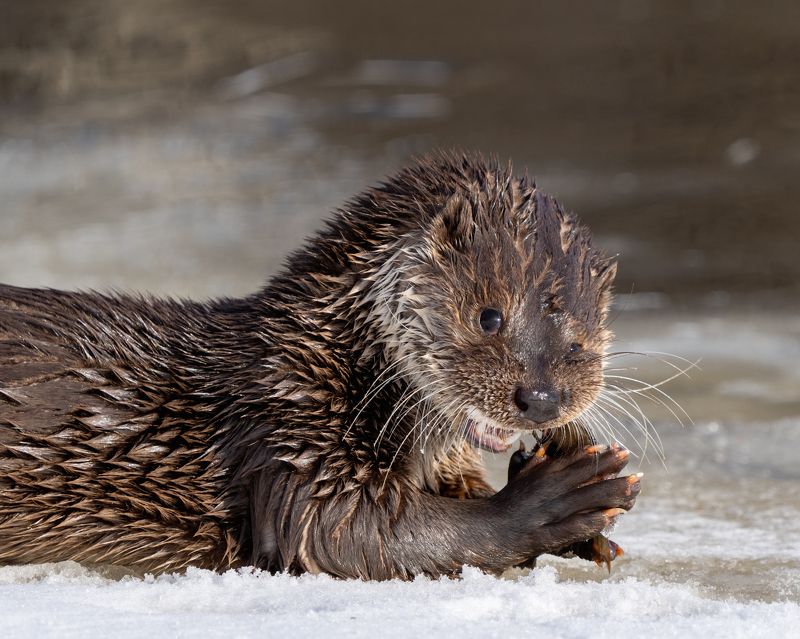 Выдраphoto preview