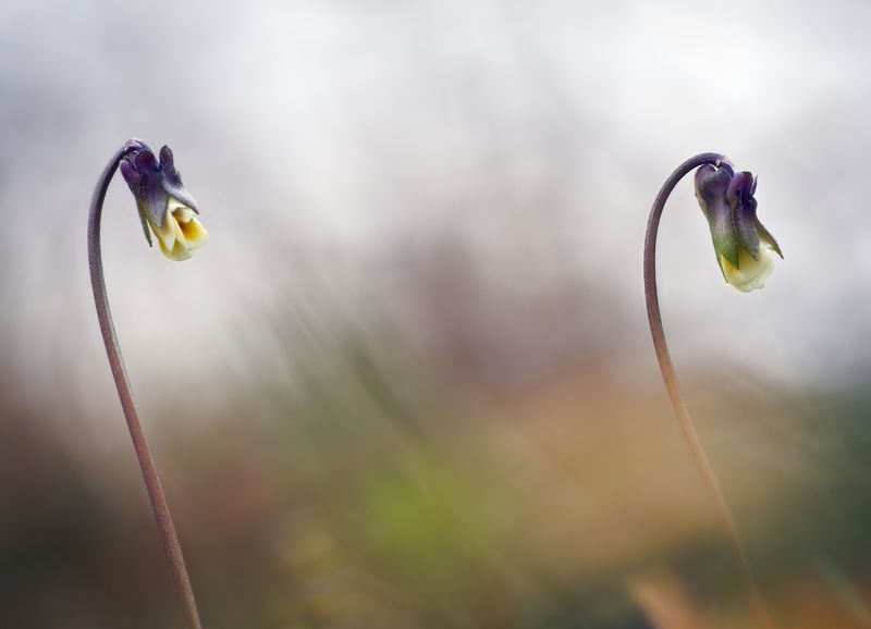flower macro nature color minimal fine art viola Curves and strokesphoto preview