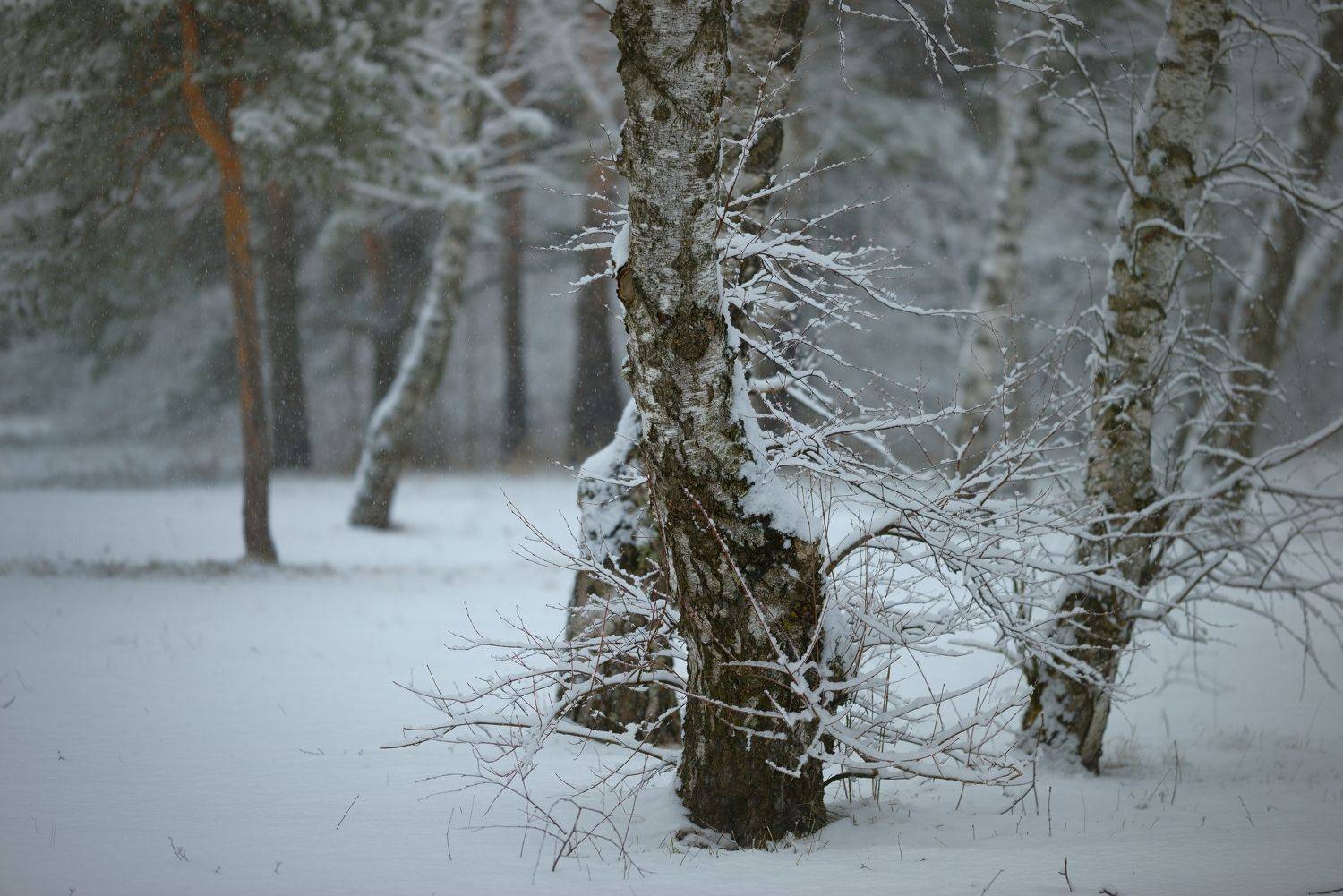 Шел снег. Автор: Александр Жарников зима туман лес утро снег, Александр Жарников
