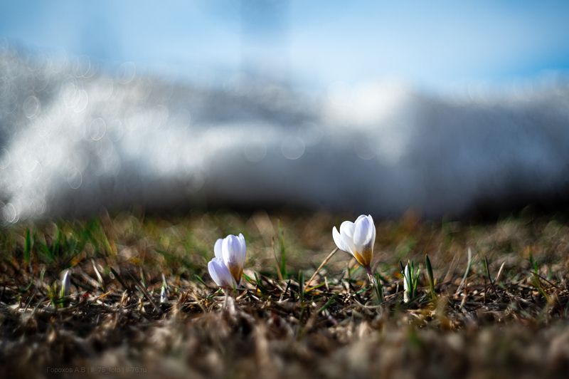 Крокусыphoto preview