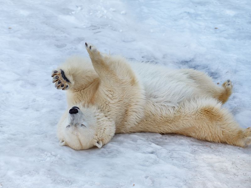 Полярные медведиphoto preview