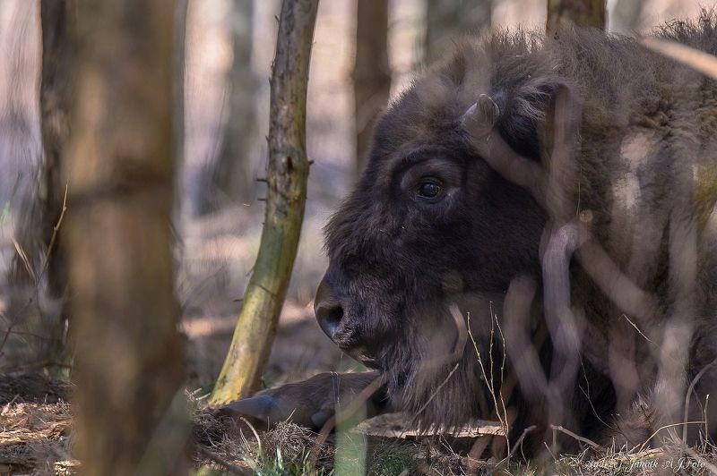 z6ii sigma sport żubr, sjesta photo preview