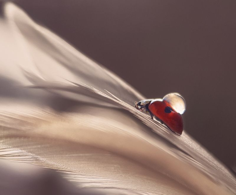 Божья коровка, капля, вода, перо, перья, нежность Божья коровка и пероphoto preview