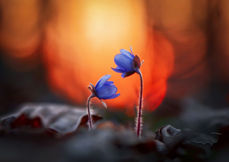 \'Together alone\'photo preview