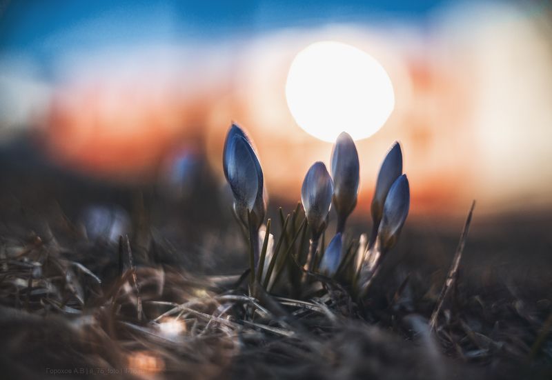 Крокусыphoto preview