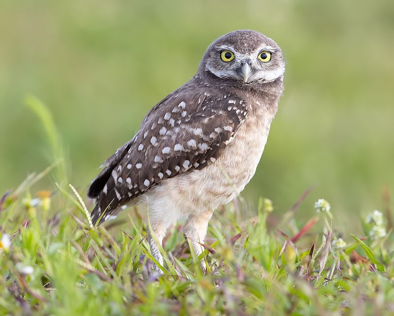 кроличий сыч, florida,burrowing owl, owl, флорида,сыч Cыч - Burrowing Owlphoto preview