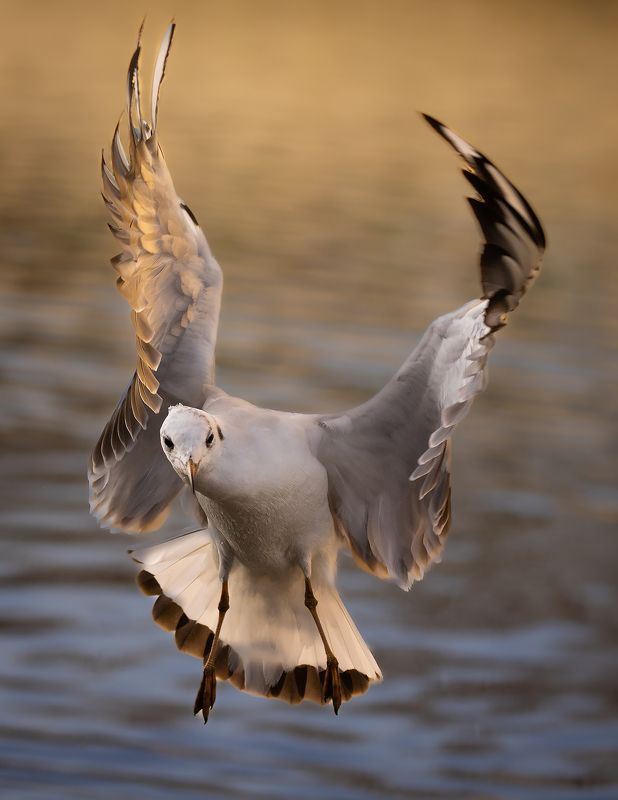 Gull фото превью