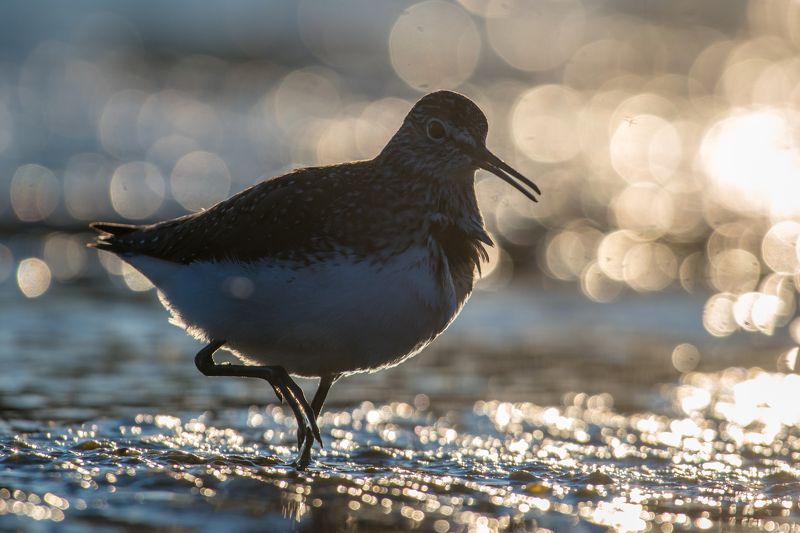 Tringa ochropusphoto preview