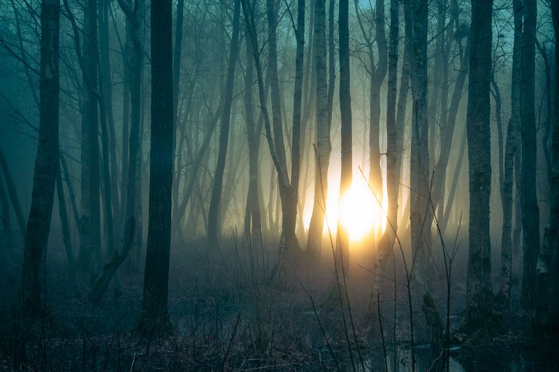 пейзаж, лес, ночь, туман, свет, фонарь Мистический лесphoto preview