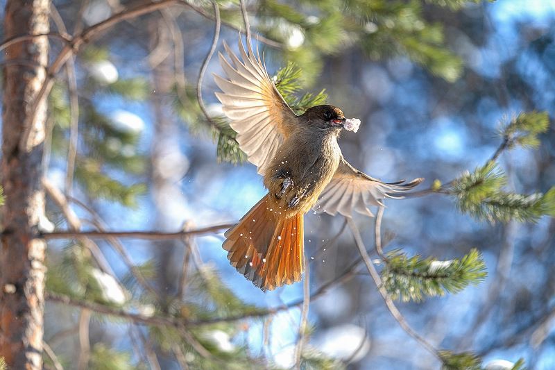 Ура,Весна!photo preview