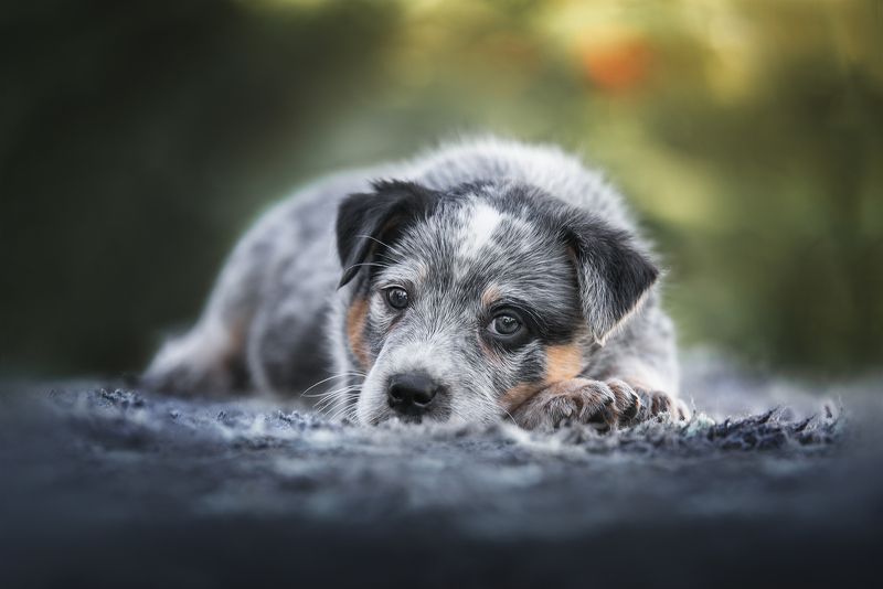 Австралийский хилерphoto preview