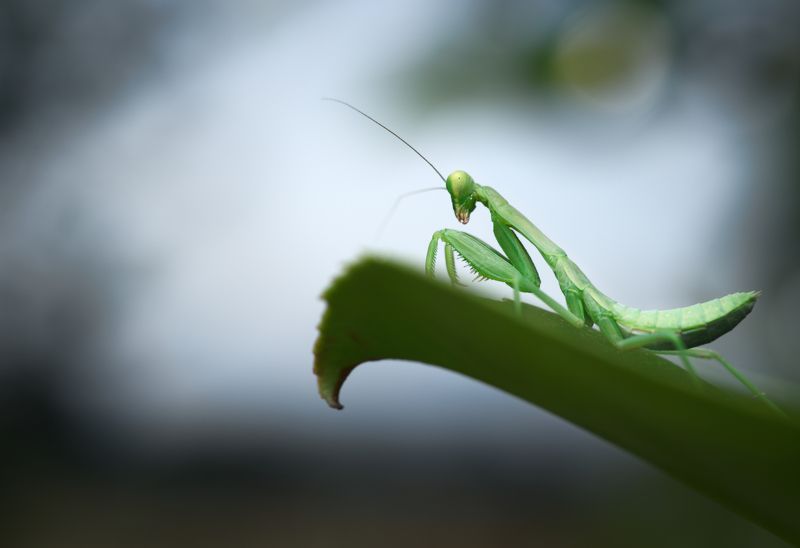 macro insect mantis nature hierodula green leaf The great beyondphoto preview