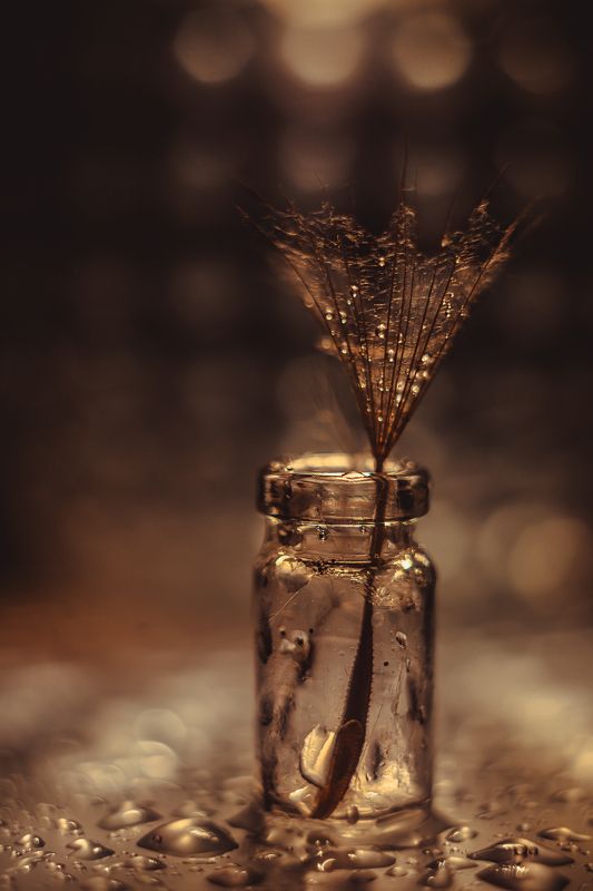 Одуванчик,  вода, капли, натюрморт,  ваза, закат Капли на одуванчикеphoto preview