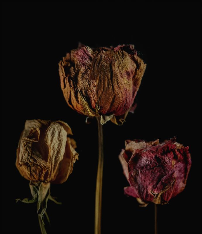 flowers, nature, macro, roses, lavender ...photo preview