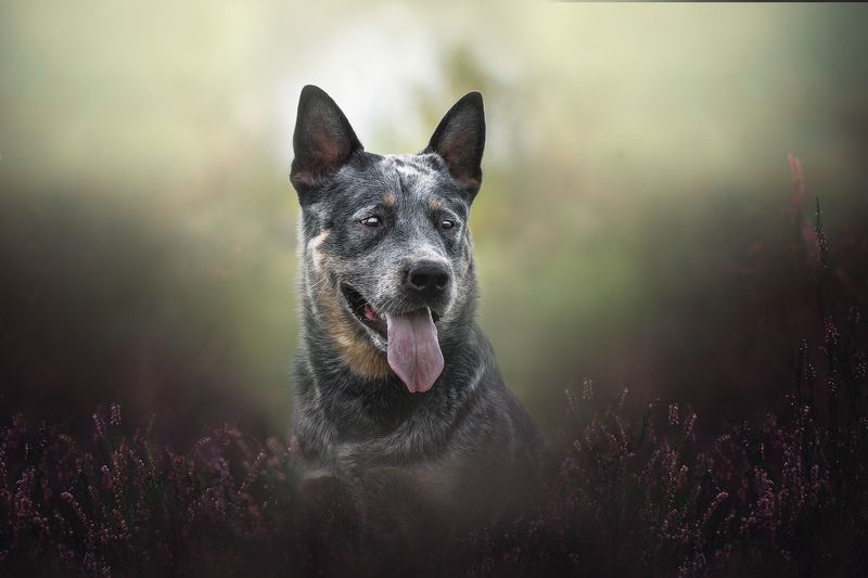 Австралийский хилерphoto preview