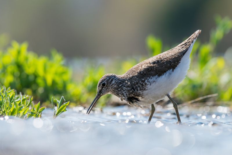 Tringa ochropusphoto preview