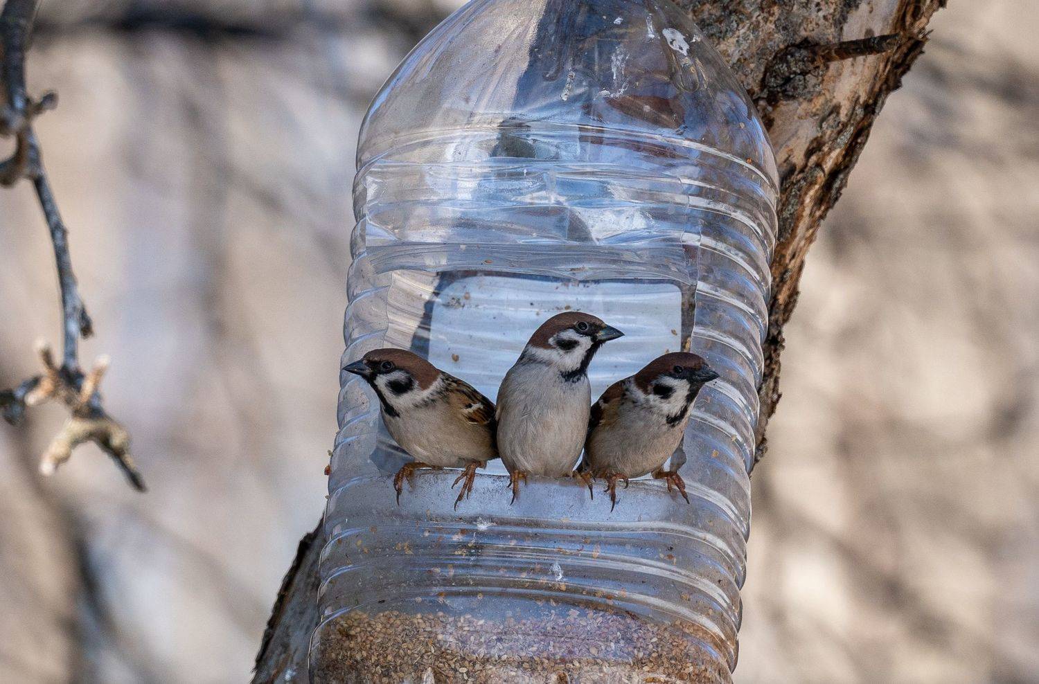 Автор: Баландин Дмитрий , Баландин Дмитрий