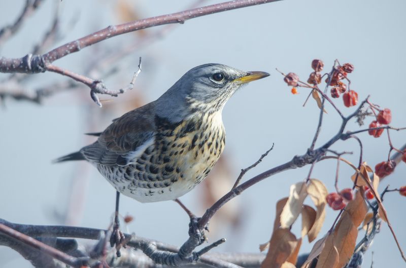 Дрозд рябинникphoto preview