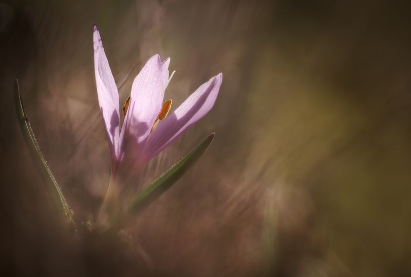 flower macro nature color minimal fine art colchicum Blooming colchicumphoto preview