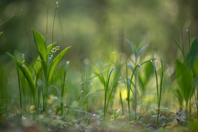 ландыши, май, весна, свет, цвет, позитив, воронеж, геннадий мещеряков Майское...photo preview