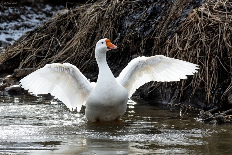 гусь, птицы, фотоохота Про солнечные ванныphoto preview