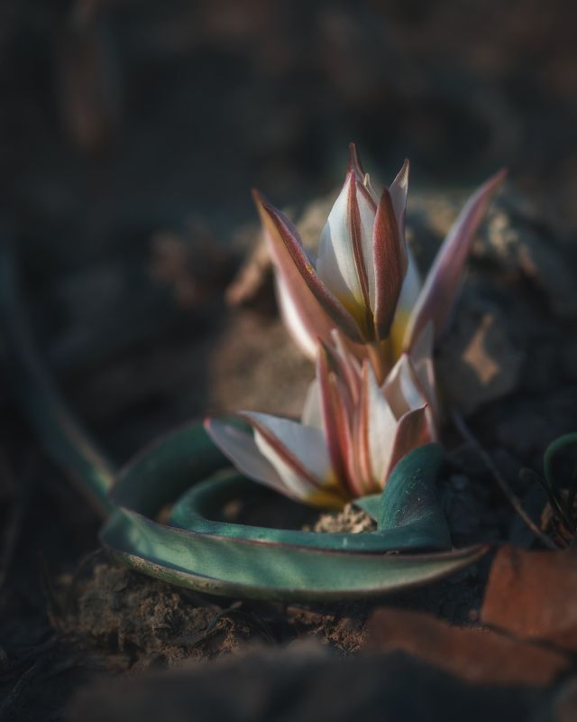 Тюльпан двуцветковый (Коктебельский)photo preview