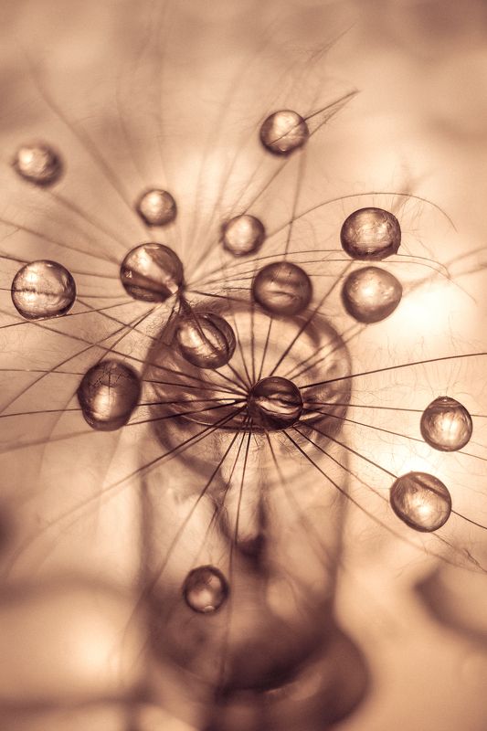 Капли, вола, одуванчик, натюрморт,  космос  Космосphoto preview