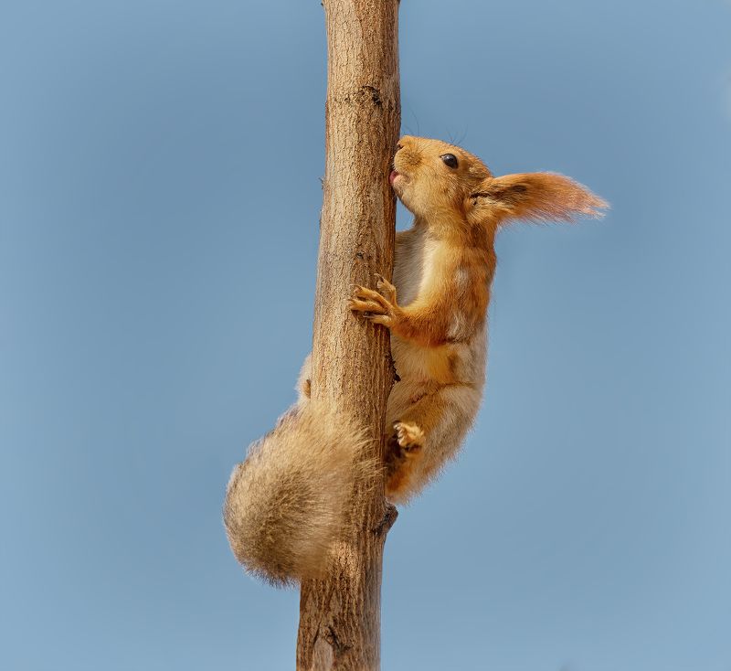 белка, сок, весна, весенний сок..photo preview