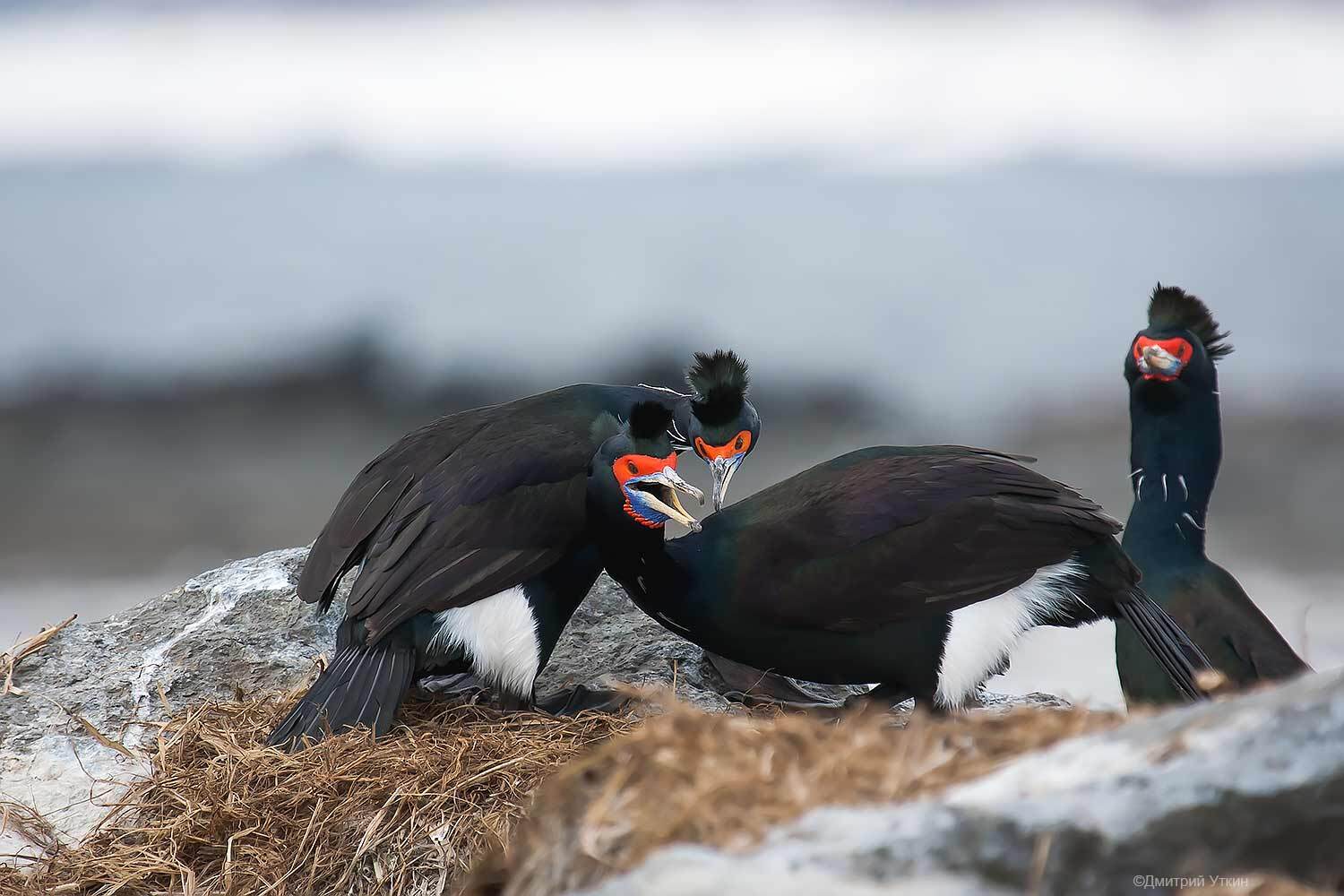 , Дмитрий Уткин