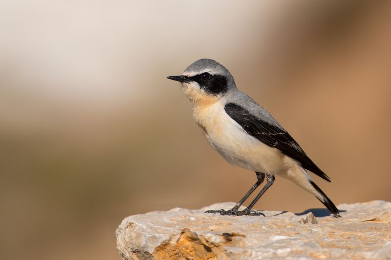 Oenanthe oenanthephoto preview