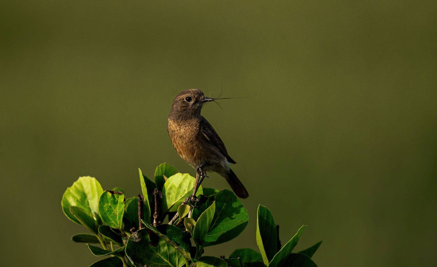 Nest Building. Автор: MAYANK VERMA #nestbuilding #family #birds, MAYANK VERMA